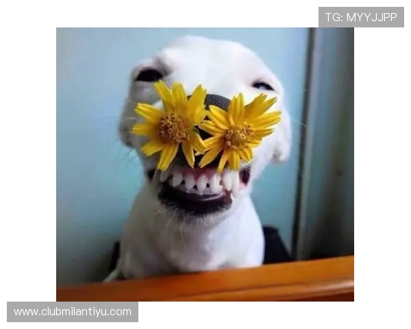 ued体育网页版登陆常见问题及解决方案帮助新手用户顺利注册登录享受优质体育服务